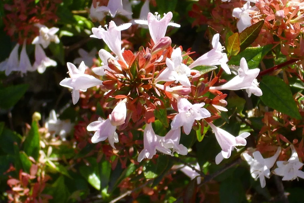 Fleurs blanches en trompette et calices cuivrés d'un abélia