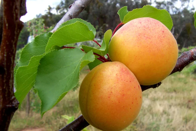 Deux abricots mûrs sur une branche d'abricotier
