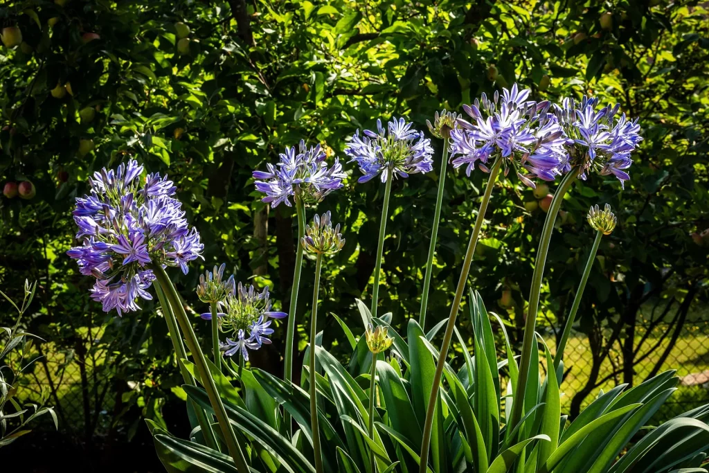 Ombelle bleue d'agapanthe