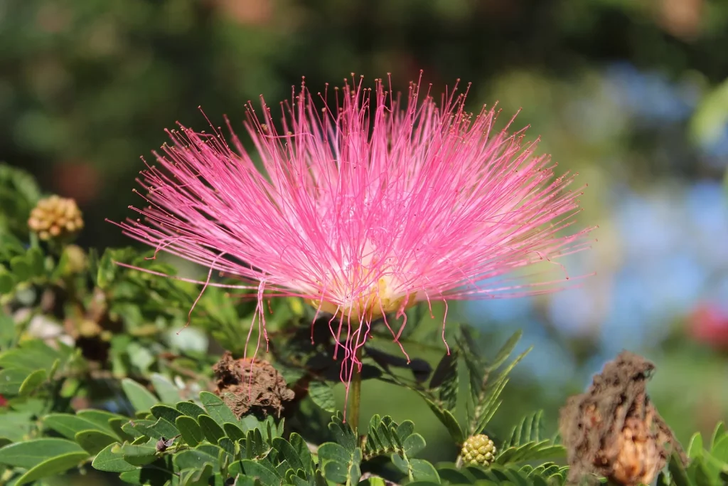 Fleur rose en pompon soyeux d'albizia