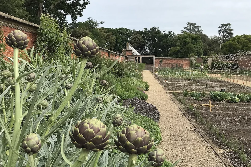 Artichauts dans un potager clos