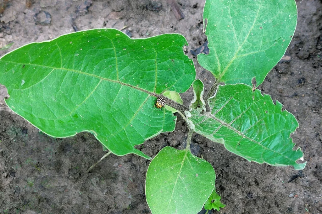 Plant d'aubergine au potager