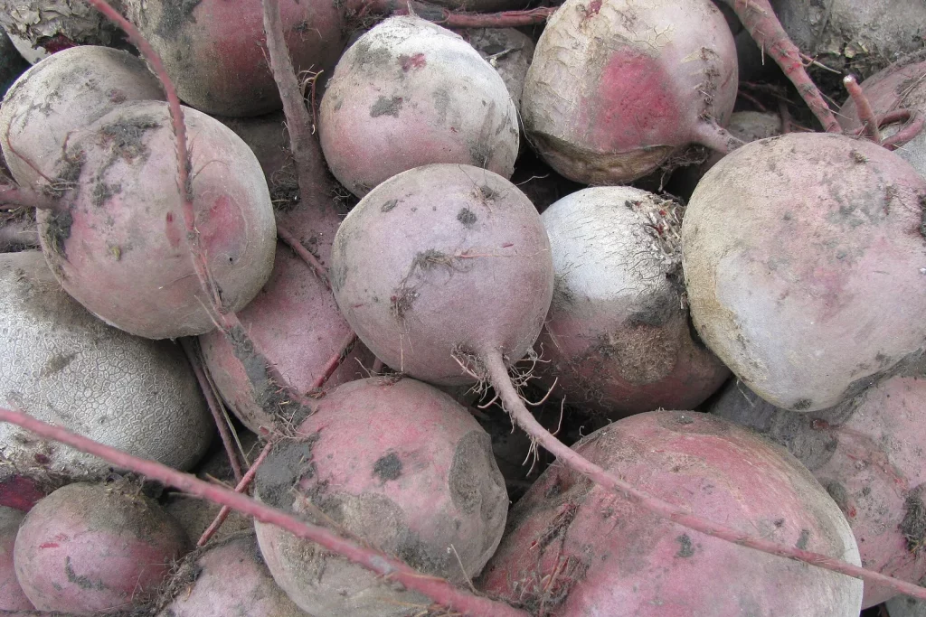 Betteraves rouges fraîchement récoltées