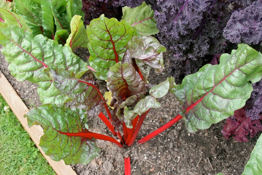 Blettes à côtes rouges au potager