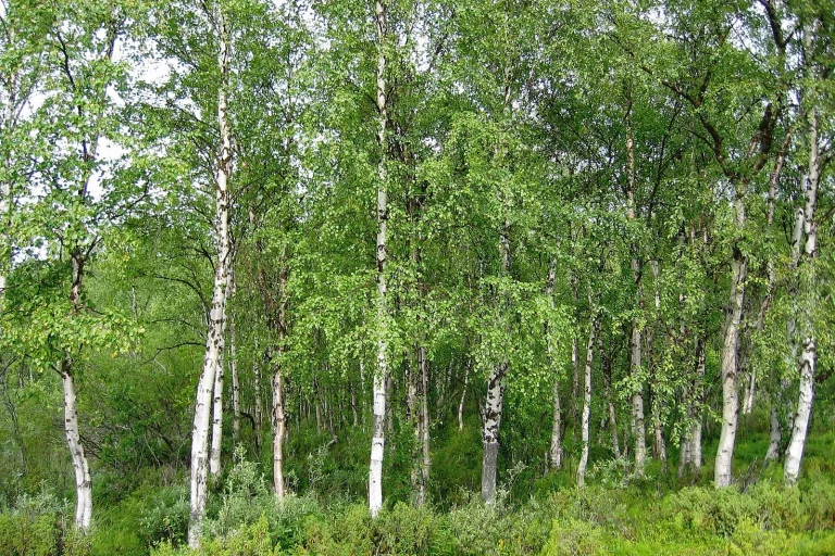 Bosquet de bouleaux aux troncs blancs et feuillage vert clair