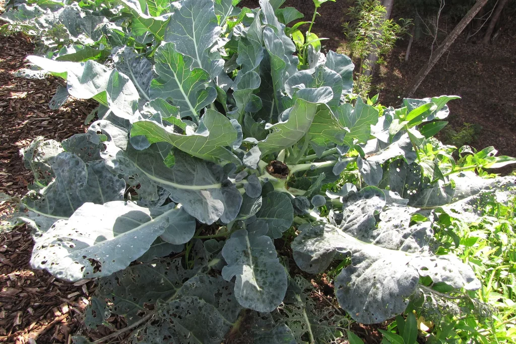 Plant de brocoli au feuillage bleuté dans un potager