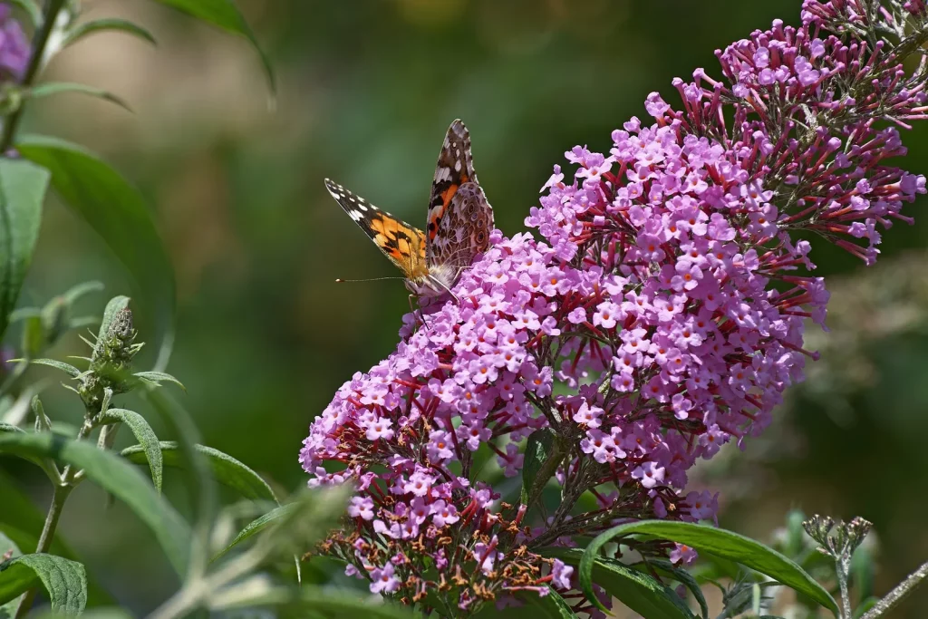 Papillon belle-dame butinant une grappe de buddleia