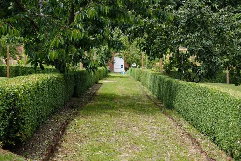 Allée de jardin bordée de haies de buis taillées