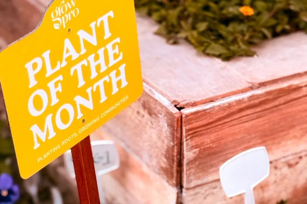 Panneau « plante du mois » planté dans un pot devant une jardinière en bois