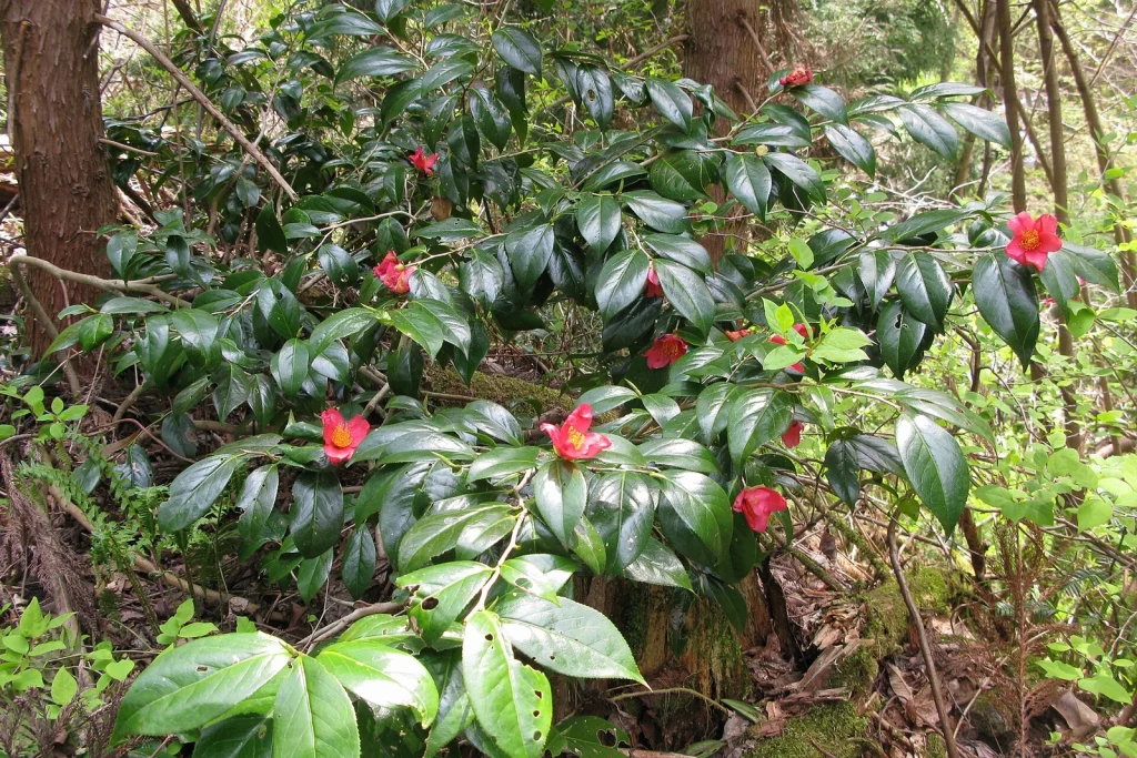Camélia aux fleurs rouges dans un sous-bois