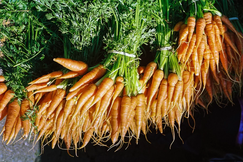 Bottes de carottes fraîchement récoltées avec leurs fanes