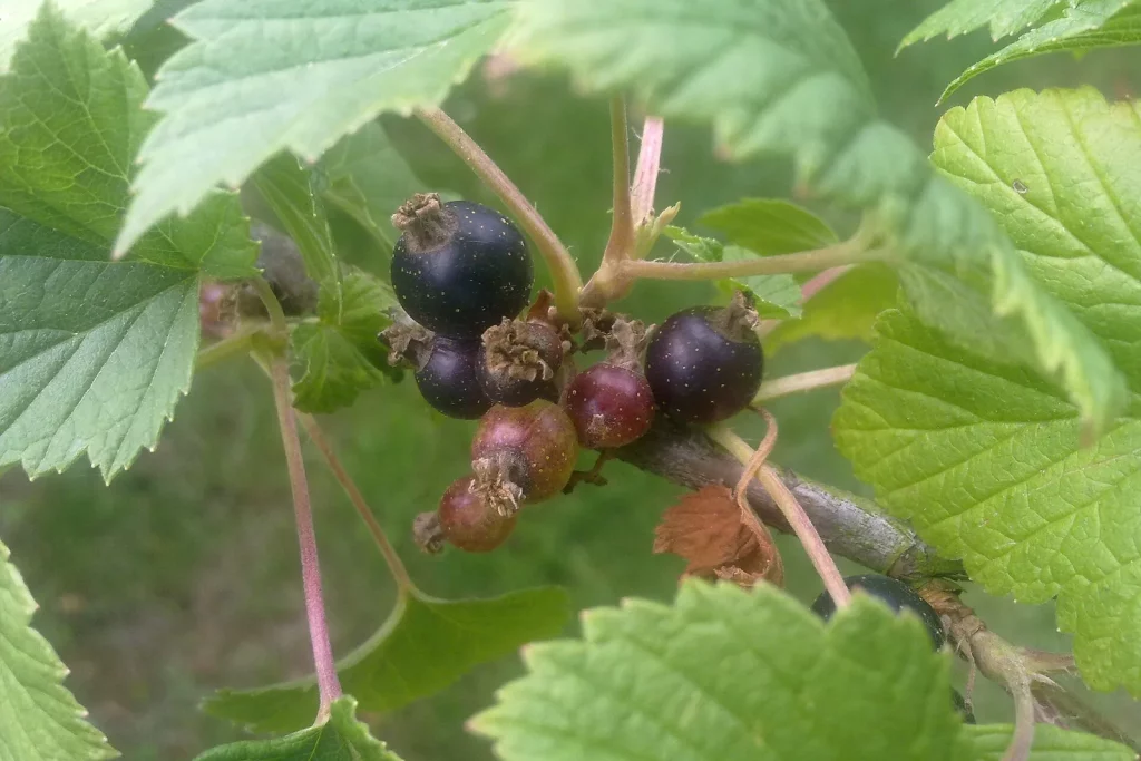 Baies de cassis en cours de maturation sur l'arbuste