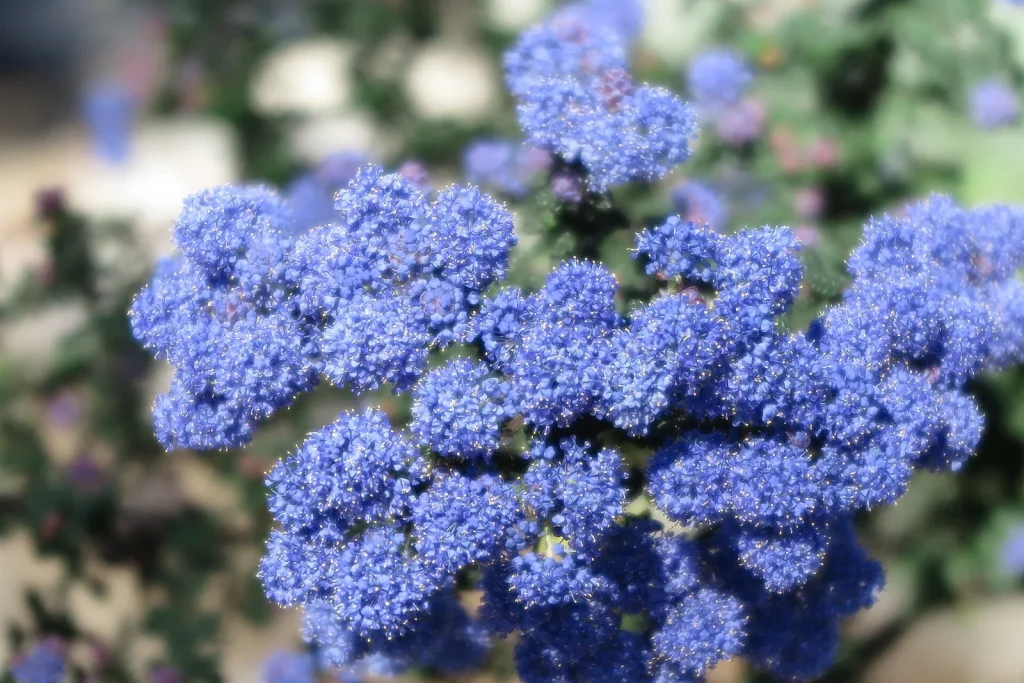 Fleurs bleues en grappes d'un céanothe
