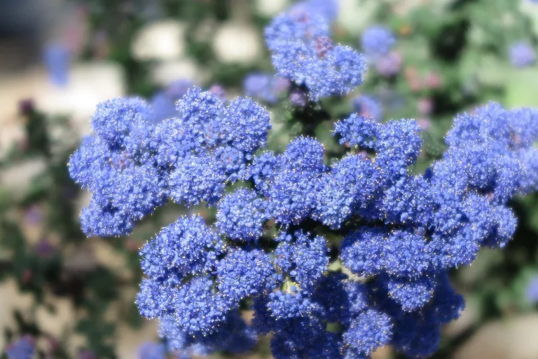 Fleurs bleues en grappes d'un céanothe