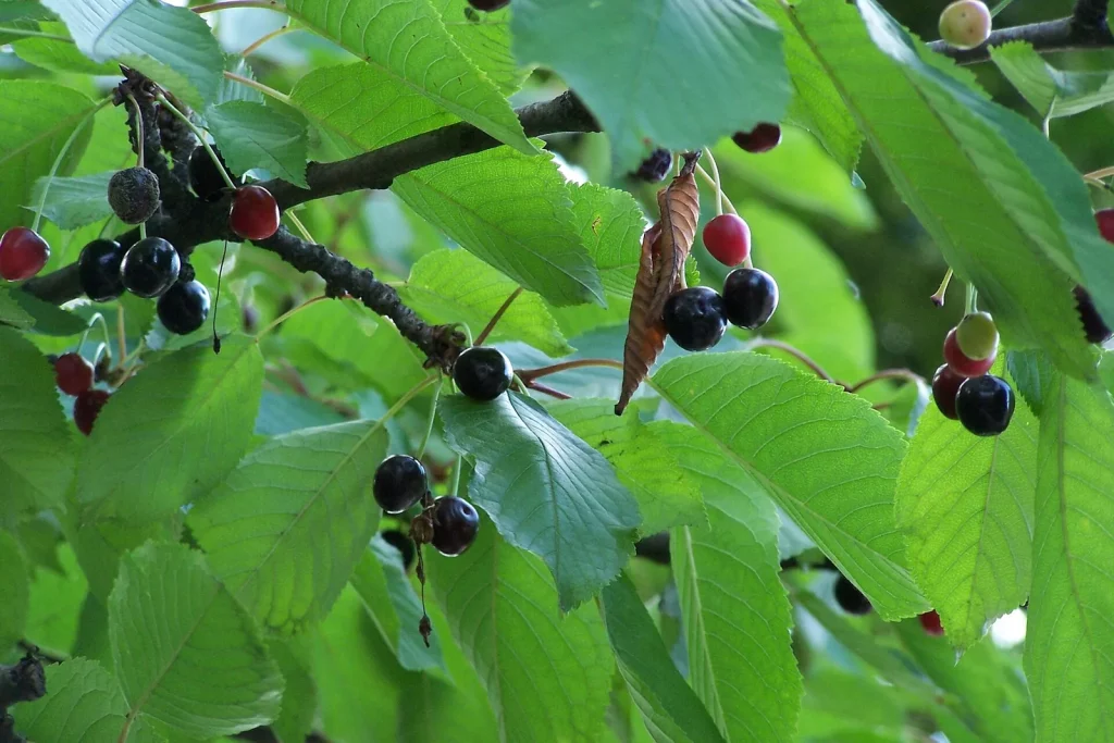 Cerises noires sur les branches d'un merisier