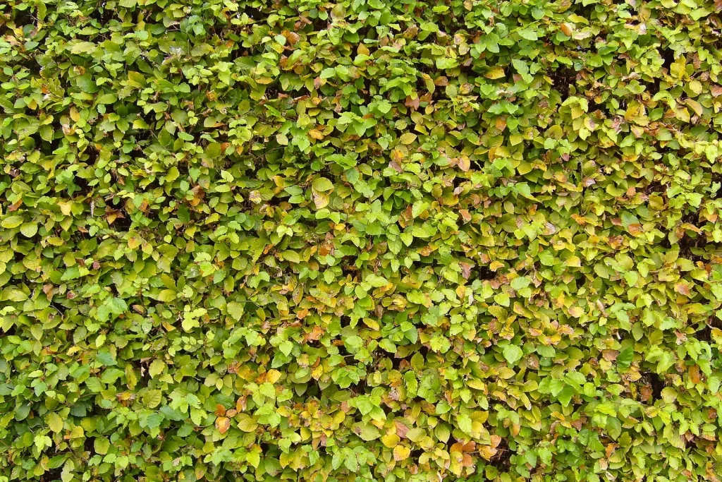 Haie de charmille dense au feuillage vert
