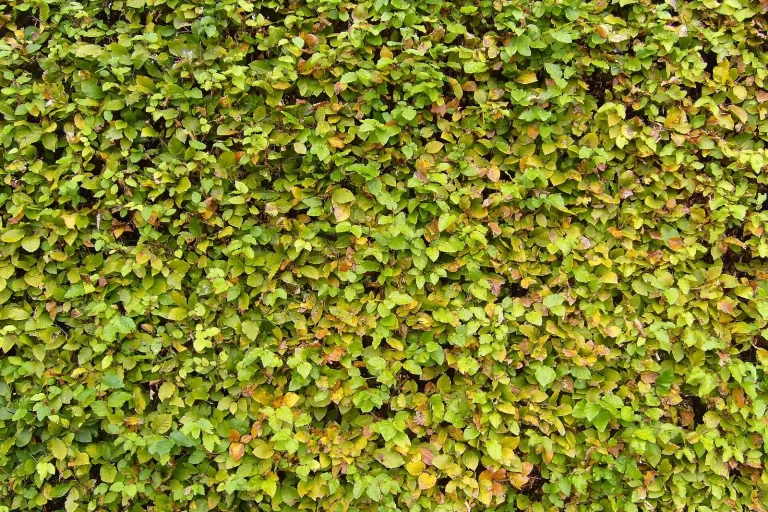 Haie de charmille dense au feuillage vert
