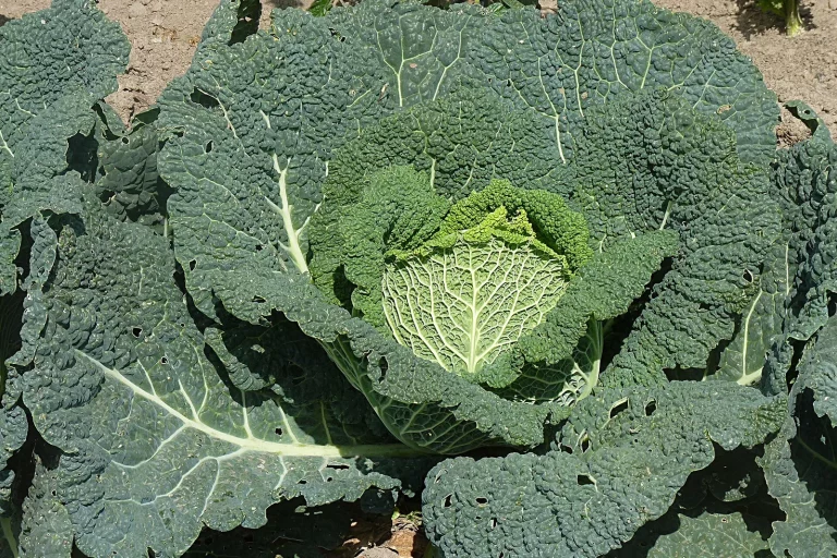 Chou de Milan pommé au potager