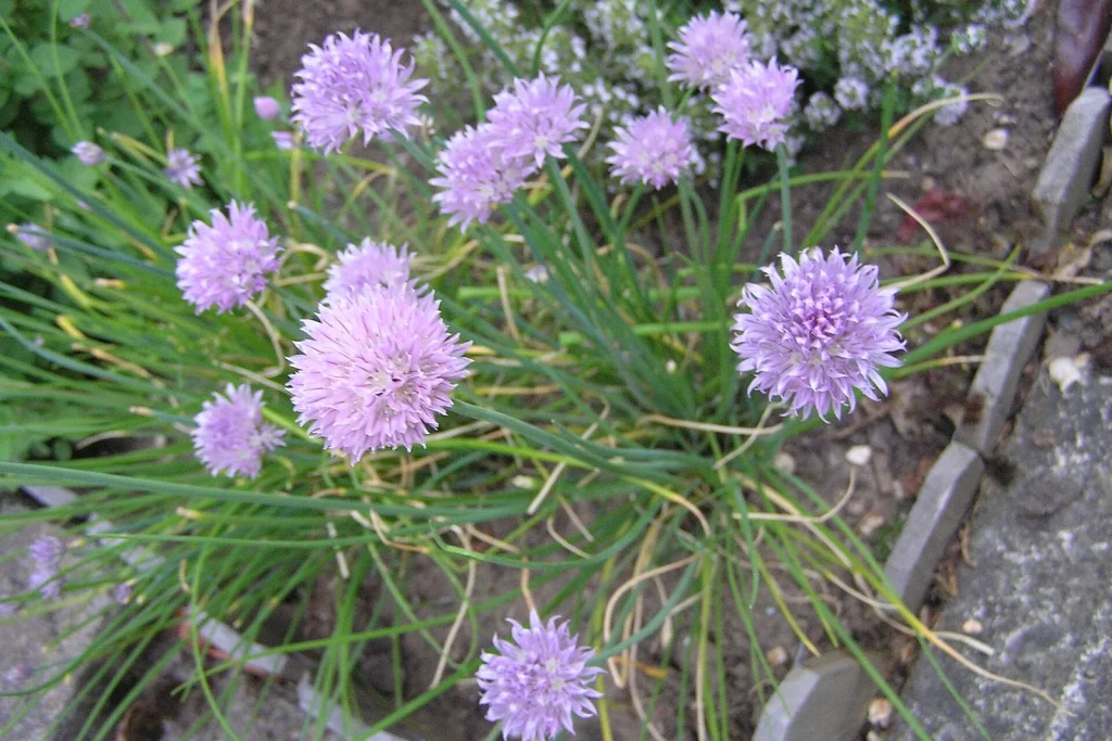 Fleurs mauves de ciboulette