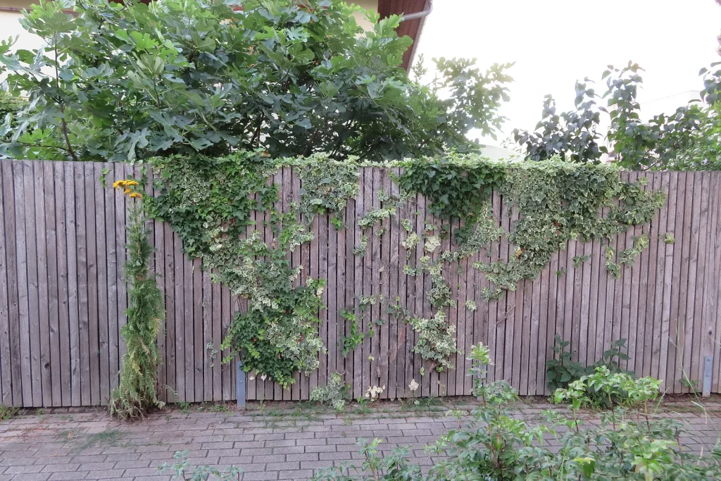 Clôture en lames de bois couverte d'une plante grimpante, le long d'un trottoir