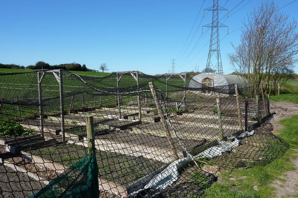 Grand potager protégé par des filets contre les oiseaux