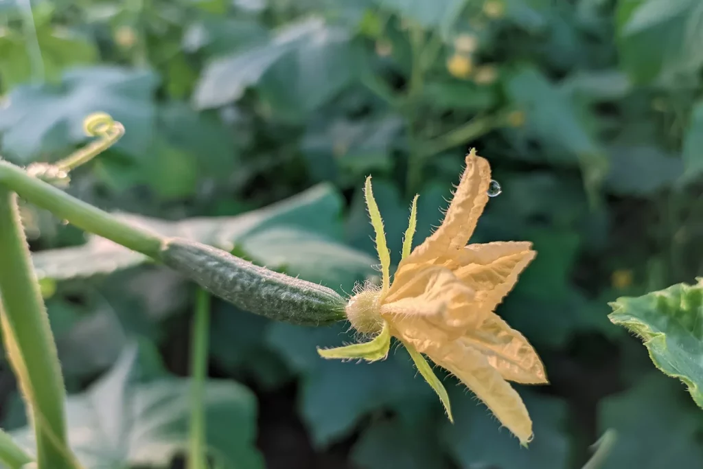 Jeune concombre et sa fleur jaune sur le pied