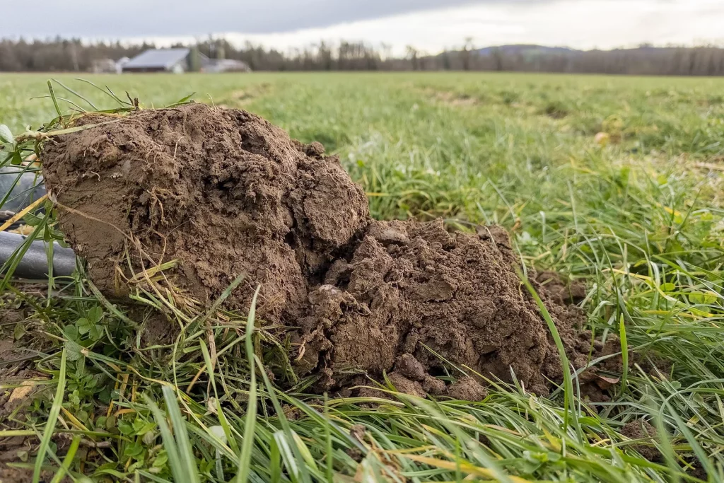 Motte de terre fraîchement retournée sur une prairie