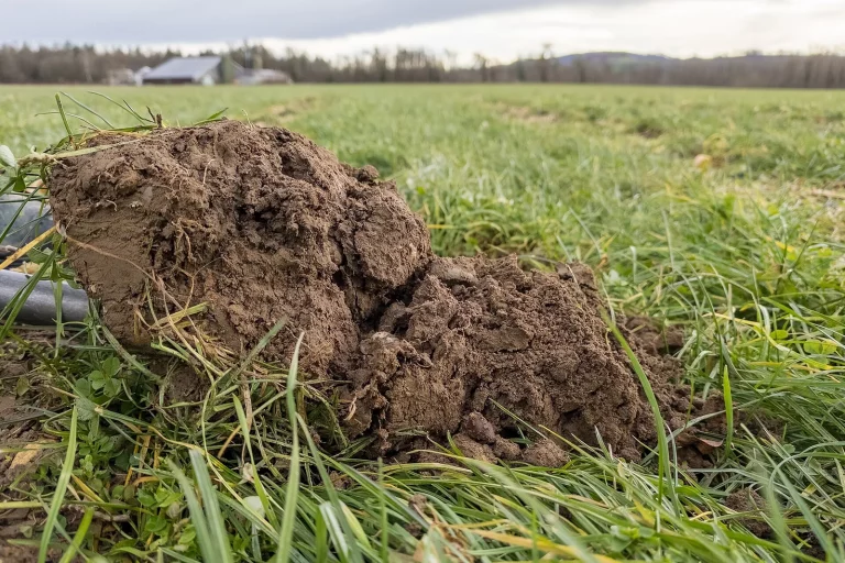 Motte de terre fraîchement retournée sur une prairie