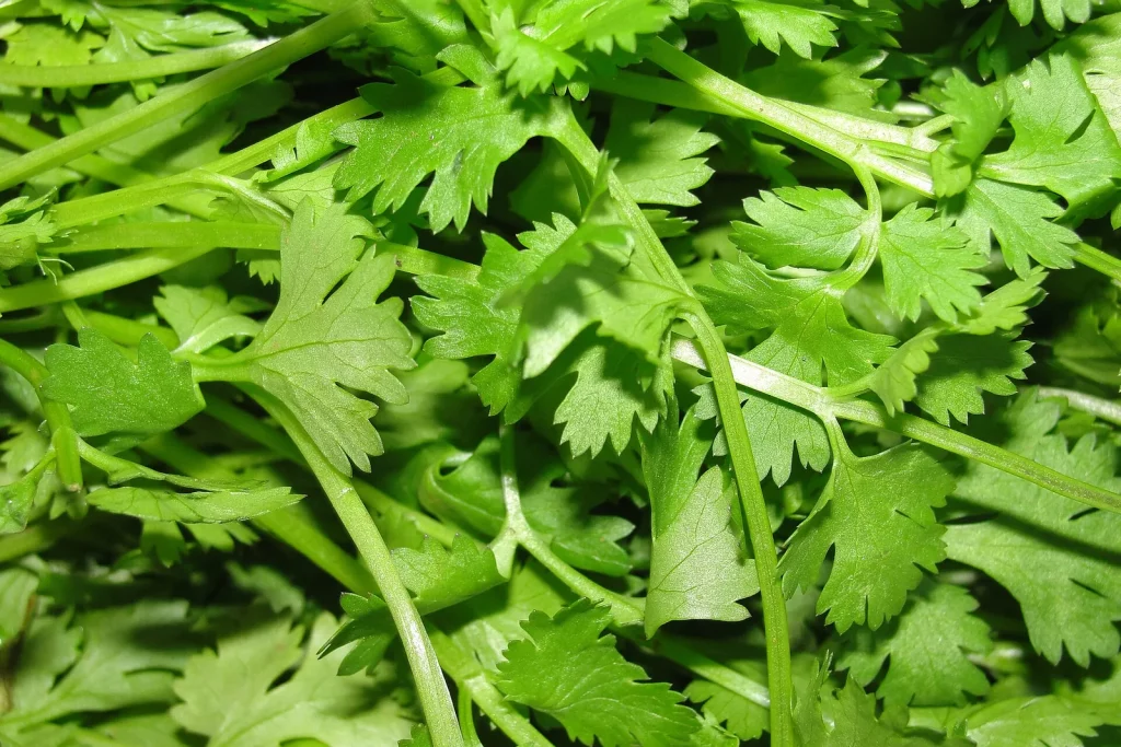 Feuilles de coriandre