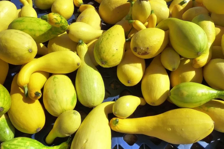 Récolte de courges jaunes à col tors