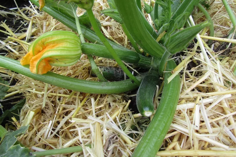 Pied de courgette en fleurs paillé de paille