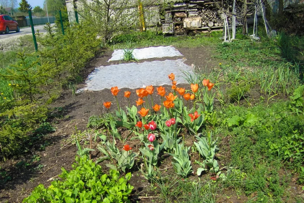 Potager fleuri avec planches de culture et tulipes