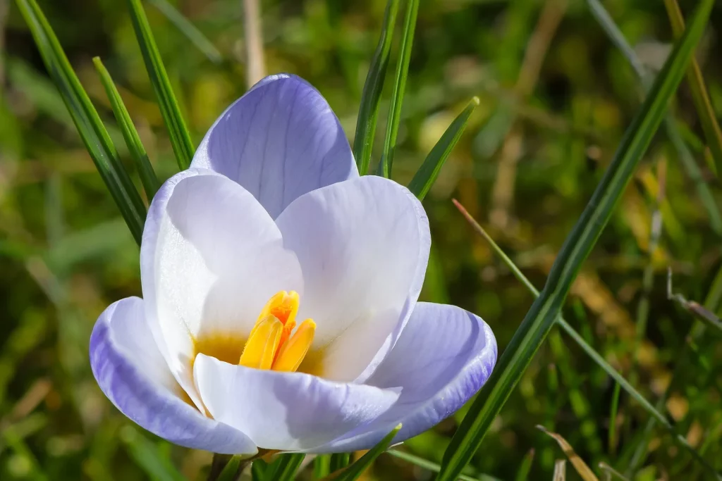 Fleur de crocus mauve pâle au printemps