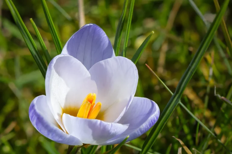 Fleur de crocus mauve pâle au printemps