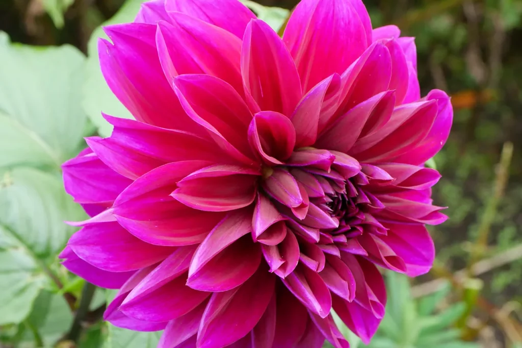Dahlia violet dans une bordure fleurie