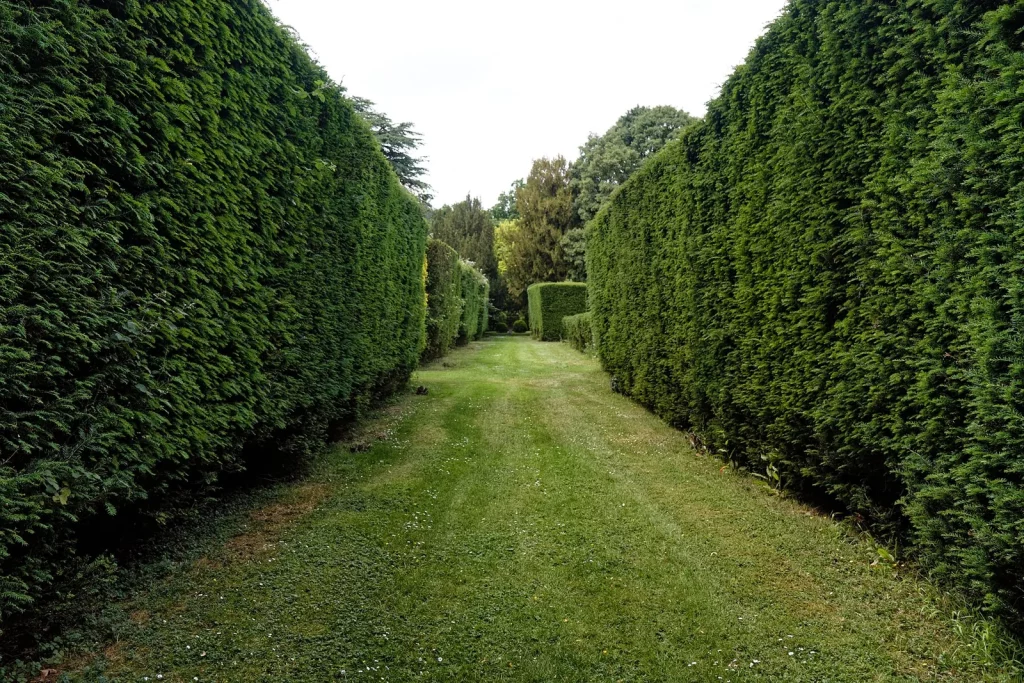 Allée de pelouse entre deux hautes haies taillées