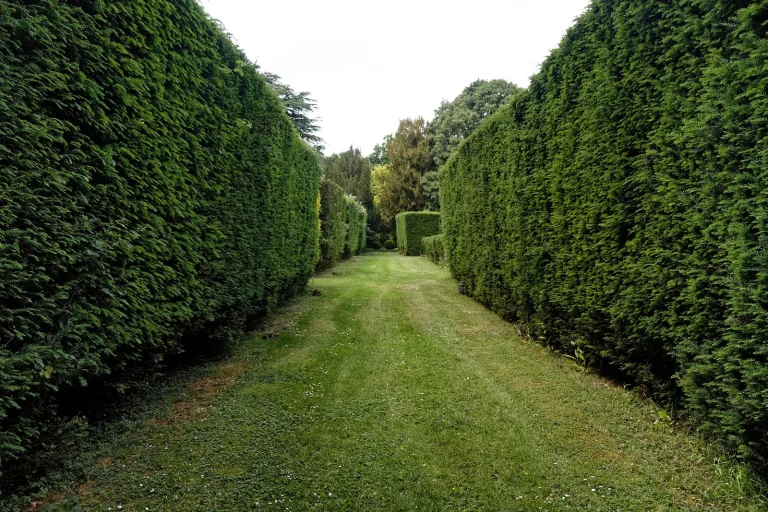 Allée de pelouse entre deux hautes haies taillées