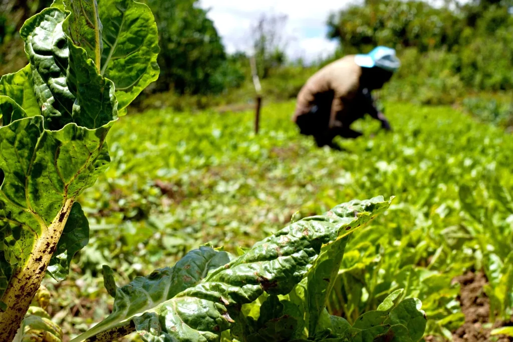 Jardinier récoltant des épinards dans un potager