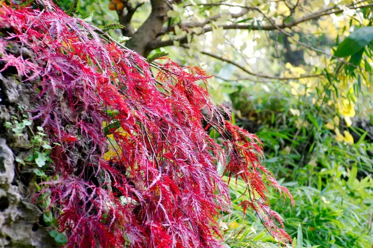 Érable du Japon à feuillage découpé rouge vif en automne