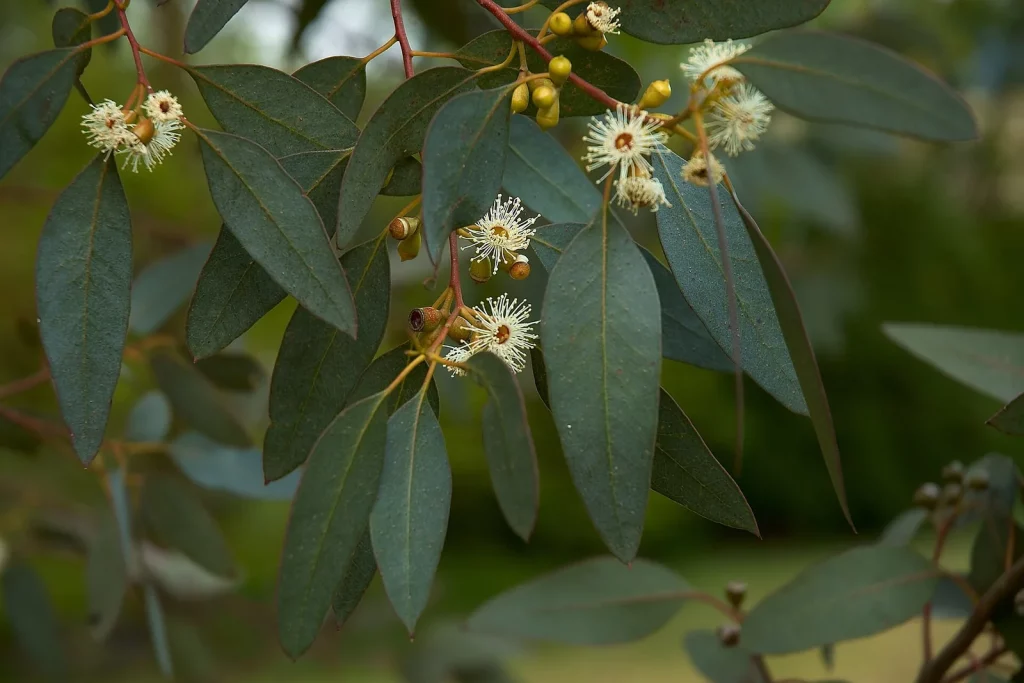 Rameau d'eucalyptus gunnii avec feuilles et fleurs blanches