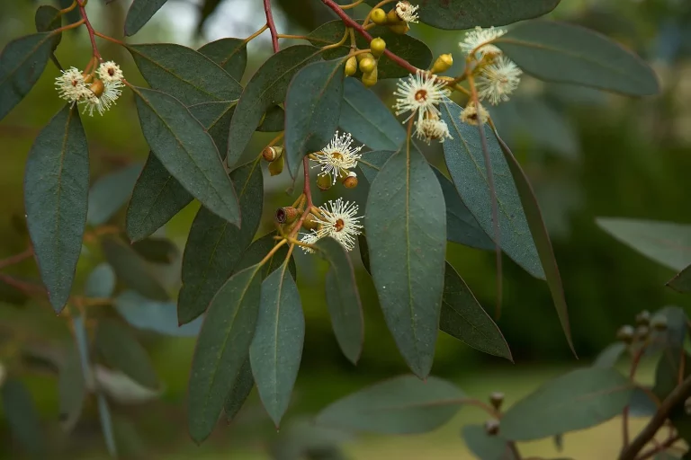 Rameau d'eucalyptus gunnii avec feuilles et fleurs blanches