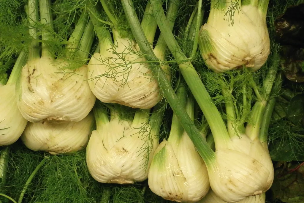 Bulbes de fenouil empilés
