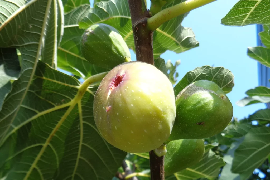Figues vertes sur une branche de figuier