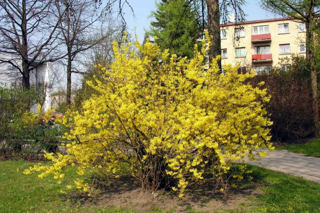 Forsythia couvert de fleurs jaunes au printemps