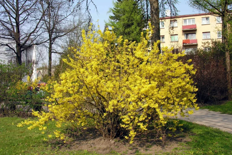 Forsythia couvert de fleurs jaunes au printemps