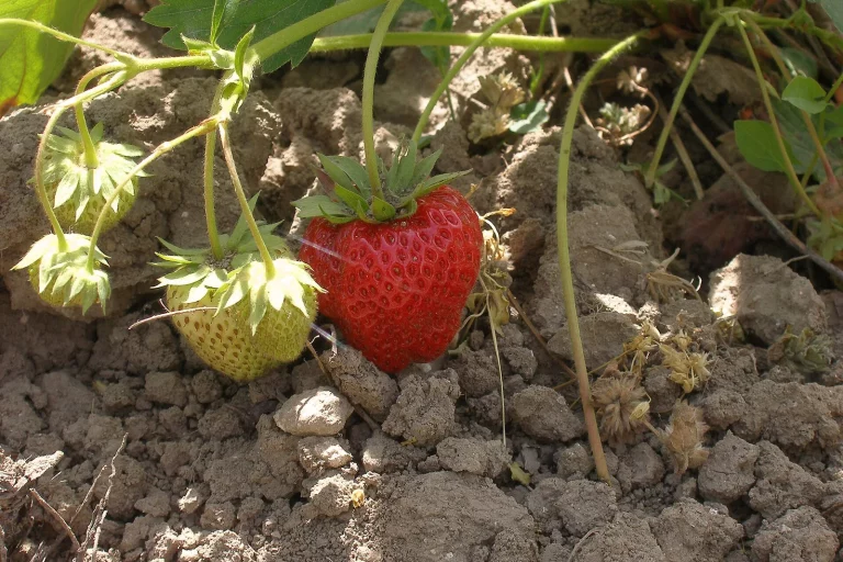 Fraises mûres et fraises vertes sur un fraisier en pleine terre