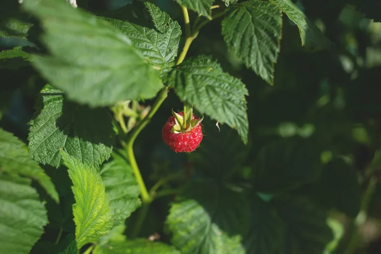 Framboise mûre au milieu du feuillage d'un framboisier