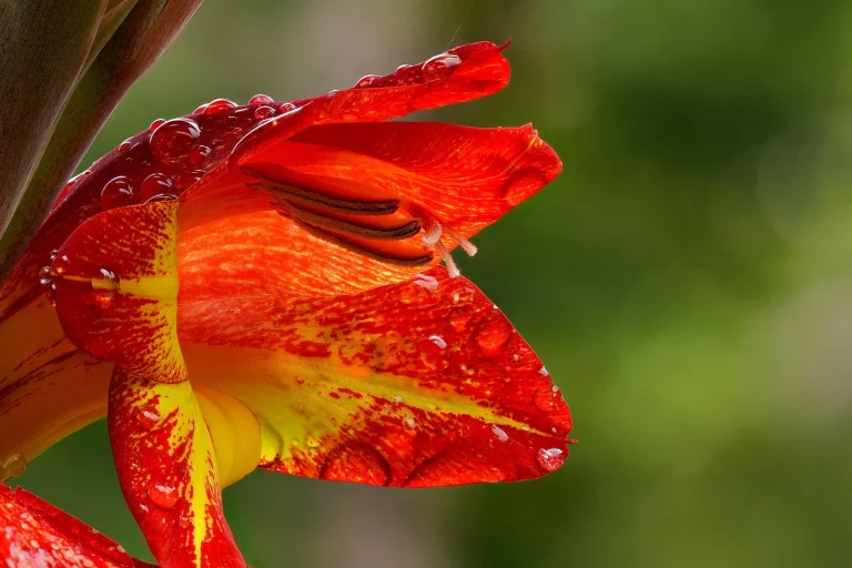 Fleur de glaïeul rouge et jaune couverte de gouttes de pluie