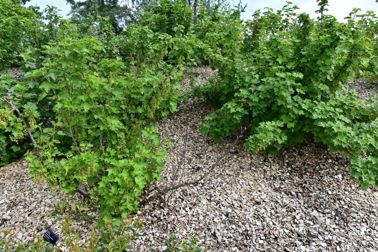 Groseilliers en pleine végétation dans un potager