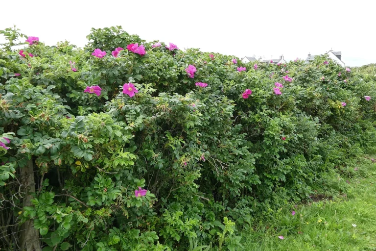 Haie fleurie de rosiers rugueux en fleurs